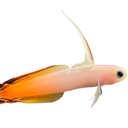 Firefish