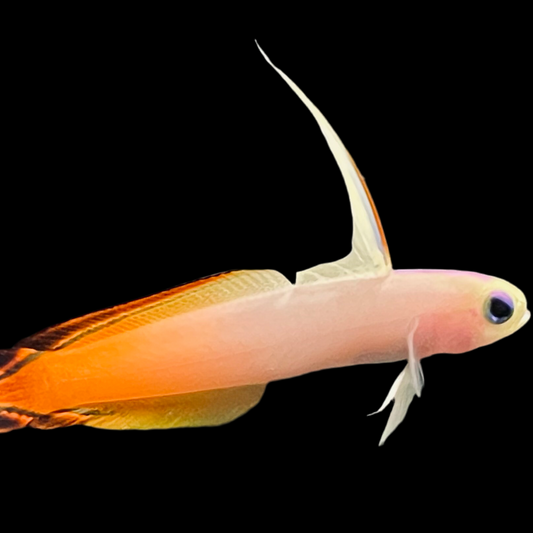 Firefish