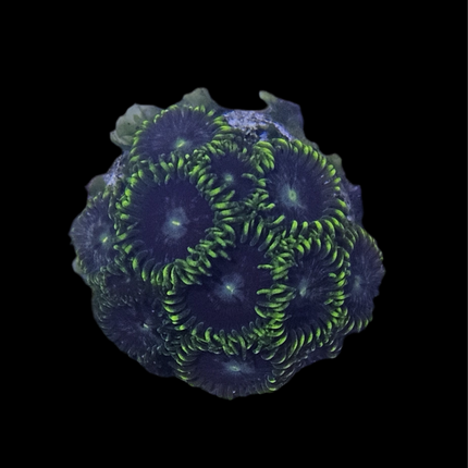 Starfighter Zoanthid Frag