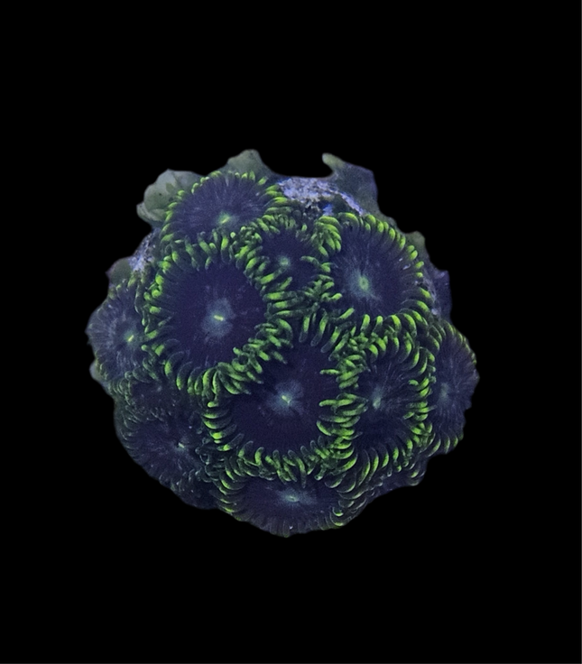 Starfighter Zoanthid Frag