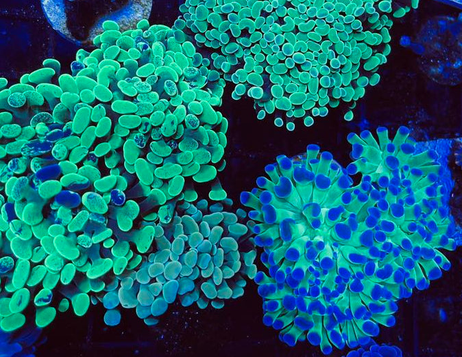 <h1>Références et conseils</h1>