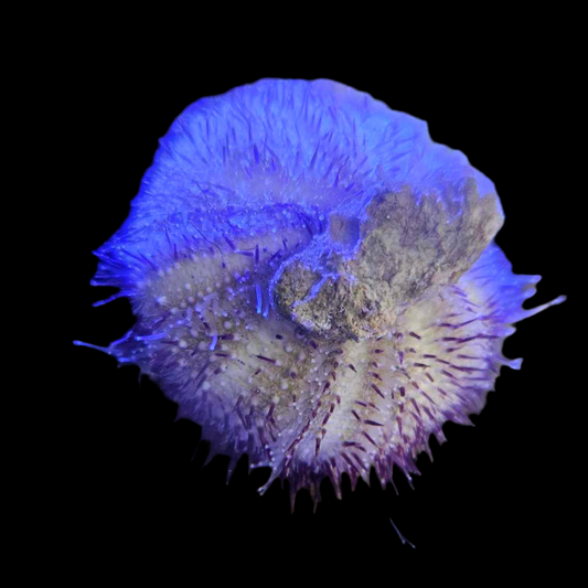 Purple Urchin