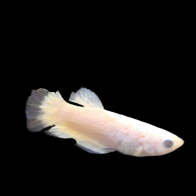 Betta Femelle Couleur Assortie