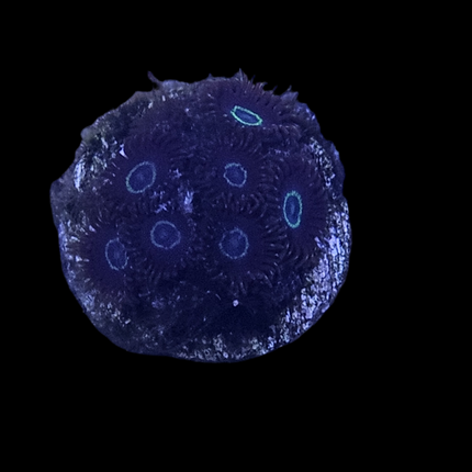 Black Hornet Zoanthid