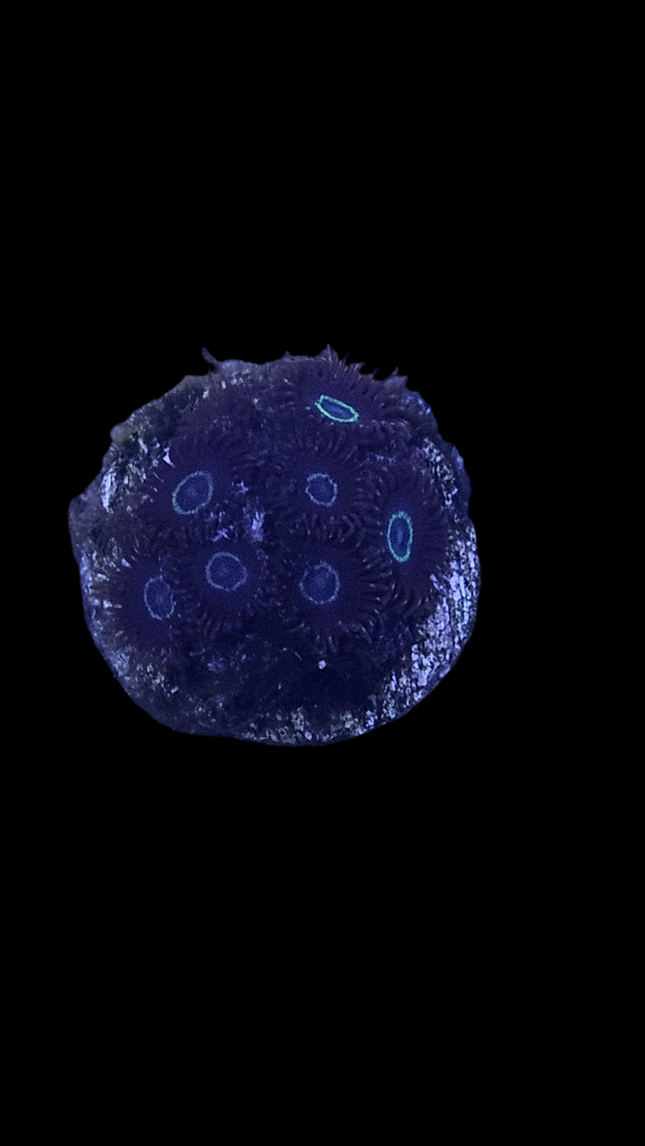 Black Hornet Zoanthid