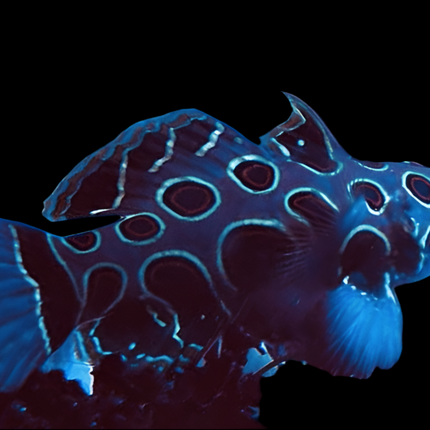 Spotted Mandarin