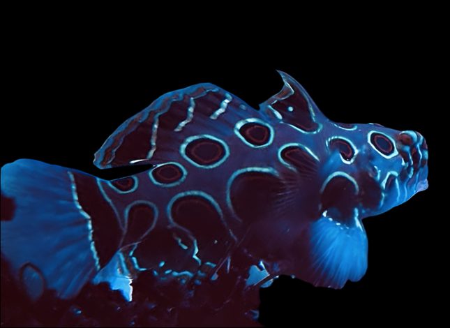 Spotted Mandarin