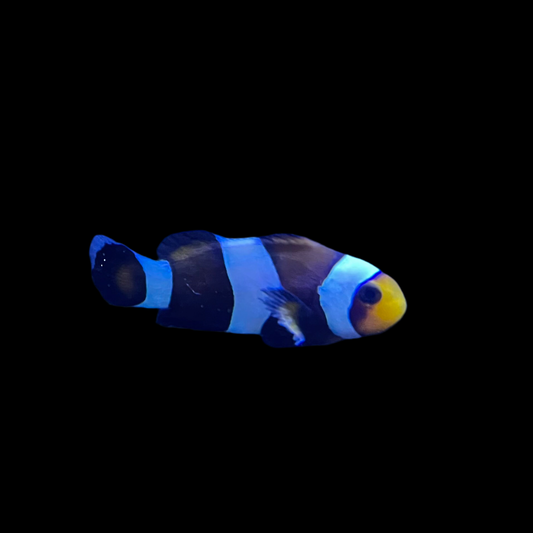 Black Ocellaris Clownfish (CB)