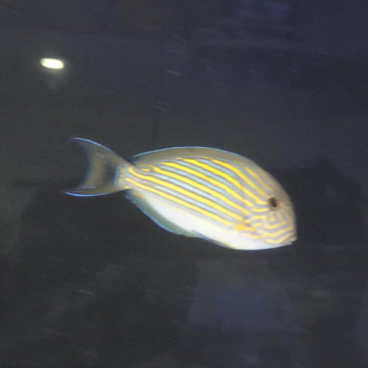 Clown Tang