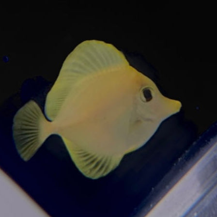 Yellow Tang (CB)