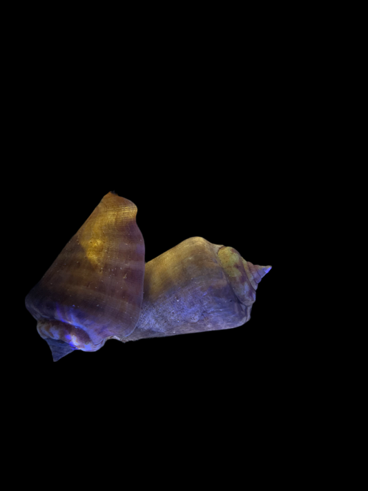 Sand Sifting conch