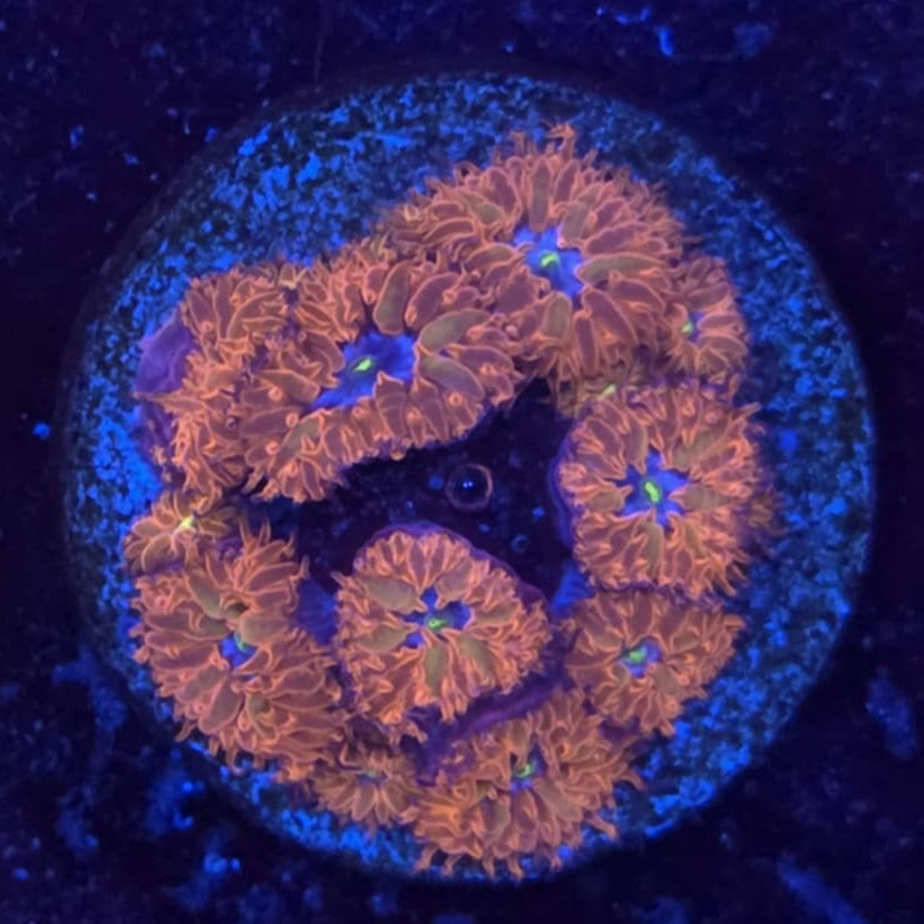 Blue Raven Blastomussa Merletti