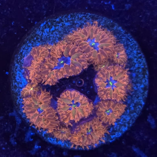 Blue Raven Blastomussa Merletti