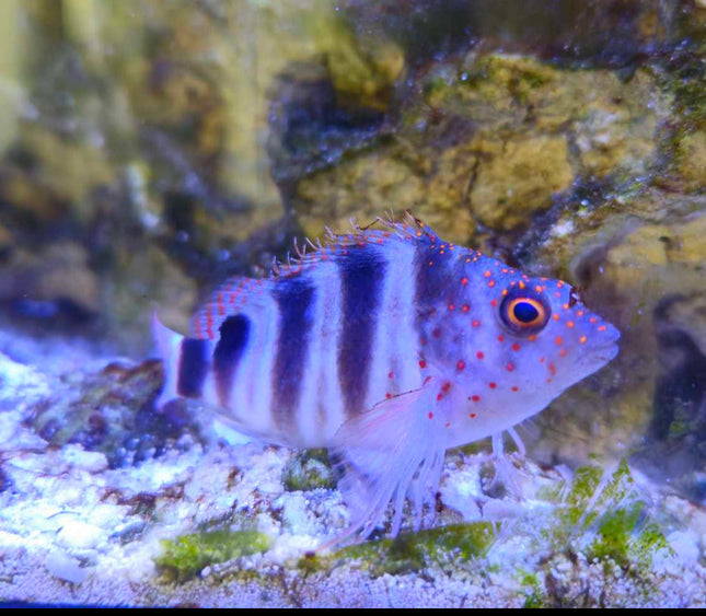 Caribbean Redspot Hawkfish