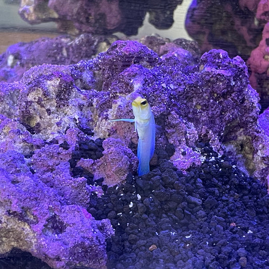 Yellowhead Jawfish