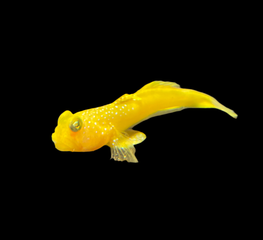 Yellow Watchman