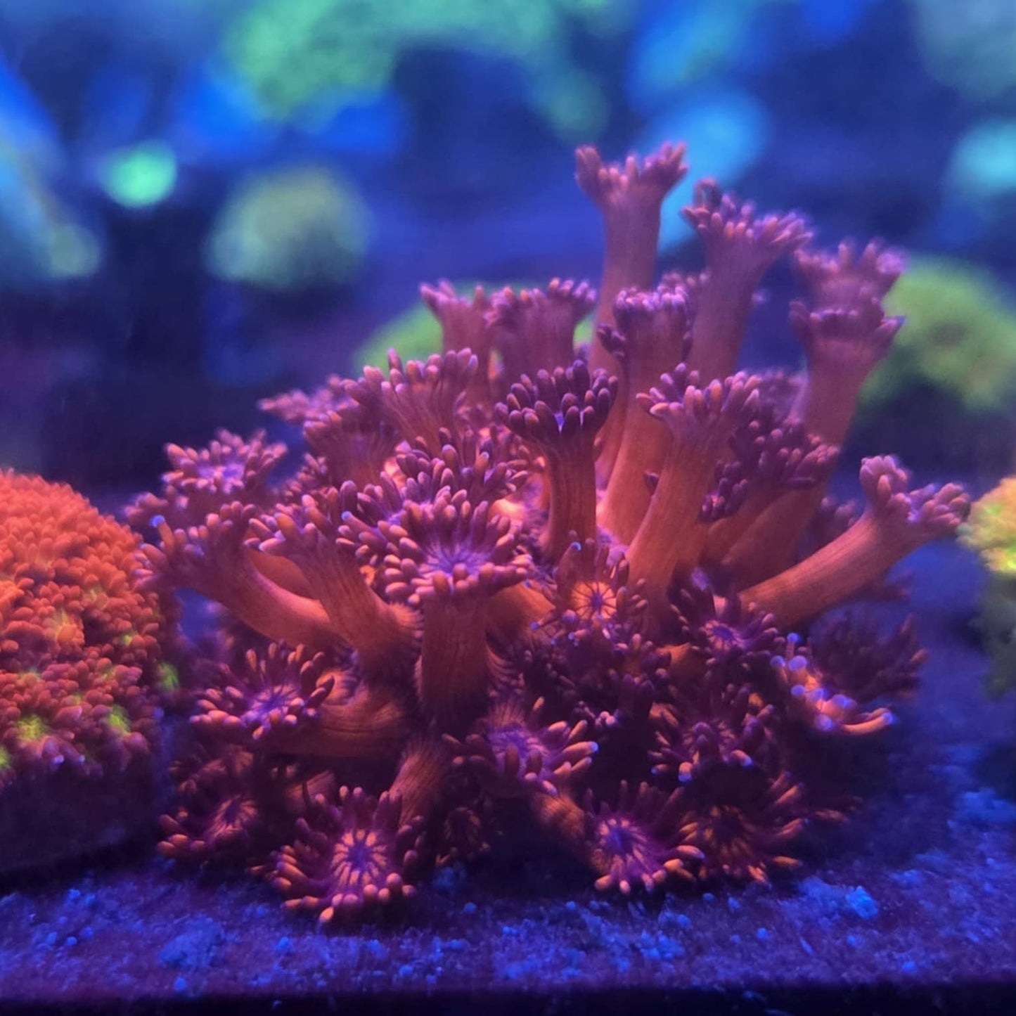 Red Goniopora