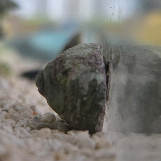 Margarita Snail