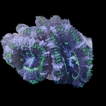 Acan Couleur Variée