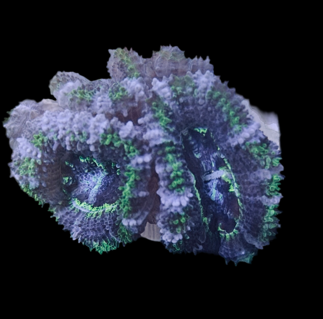 Acan Couleur Variée