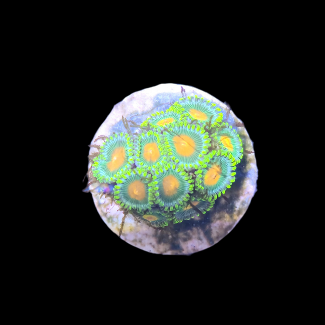 Green Bay Packer Zoanthid