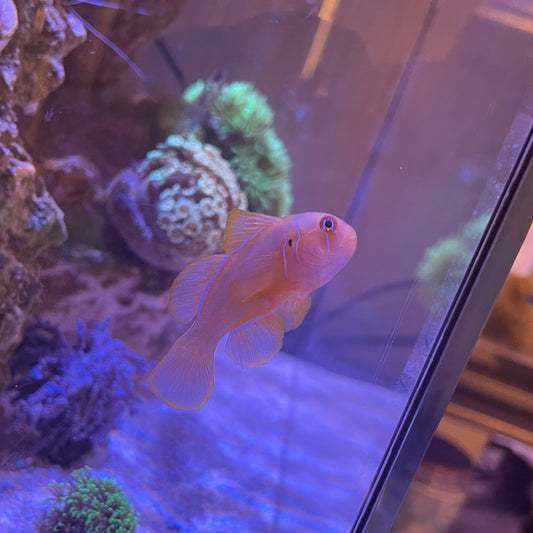 Citron Clown Goby