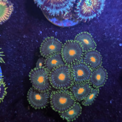 Arafura zoa