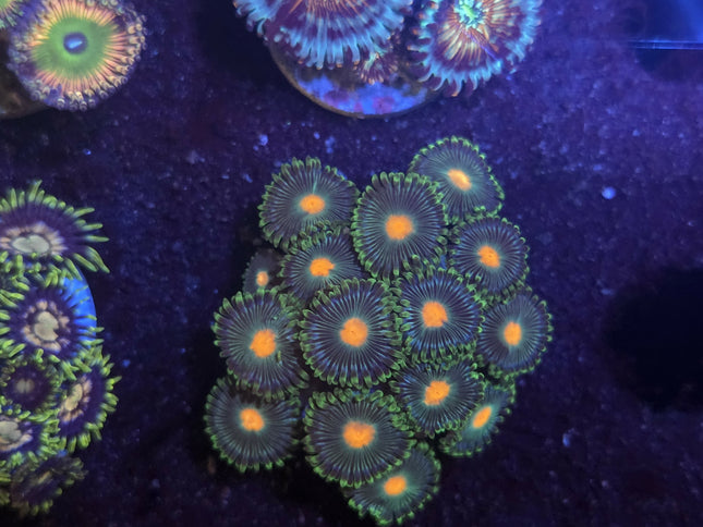 Arafura zoa