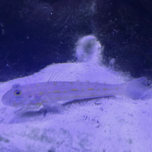 Orange Spot Sleeper Goby