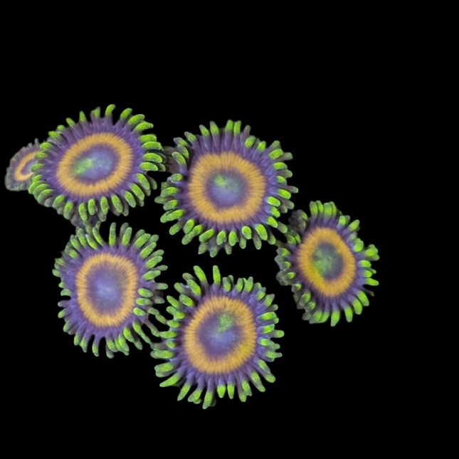 Eagle Eye Zoanthid Frag