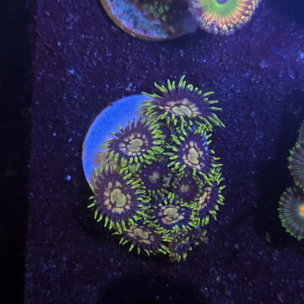 Zoa