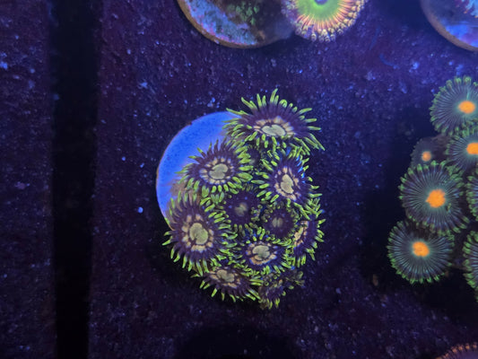 Zoa