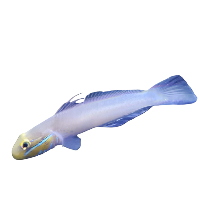 Yellow Head Sleeper Goby