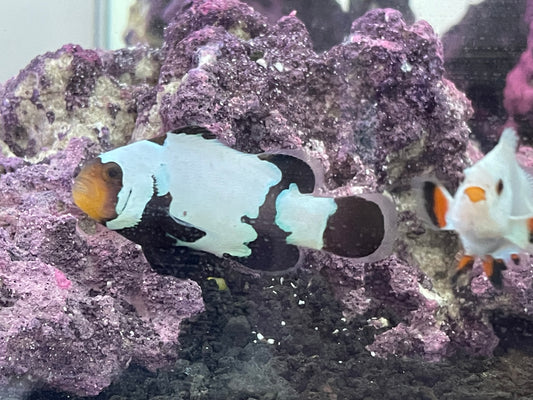 Phantom Clownfish
