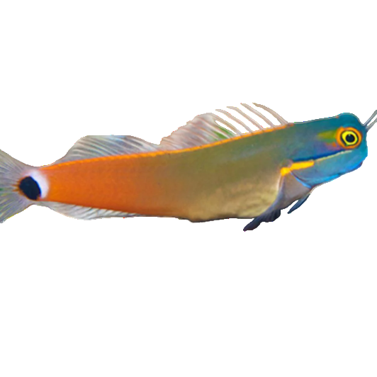 Tailspot Blenny