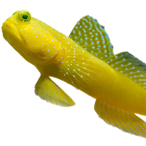 Yellow Watchman Goby