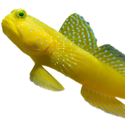 Yellow Watchman