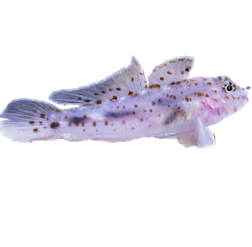 Fusi Goby