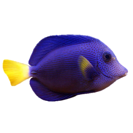 Purple Tang - CB