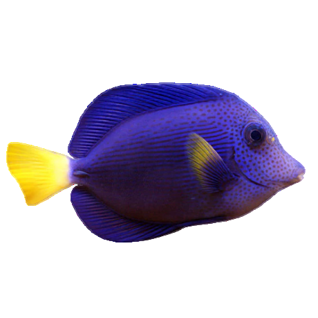 Purple Tang - CB
