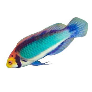 Solar Fairy Wrasse