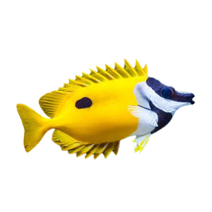 Collection image for: 100 à 150 Gallons