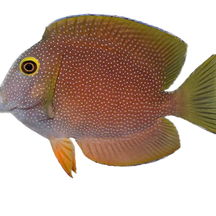 Yellow Eye Kole Tang