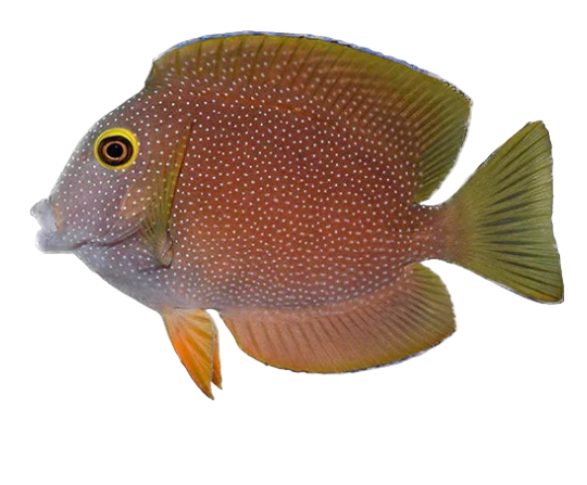 Yellow Eye Kole Tang