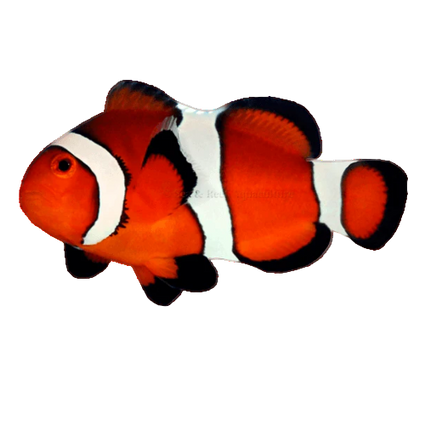 Ocellaris Clownfish (Captive Bred)
