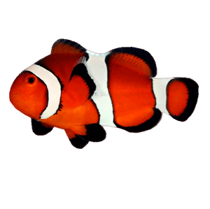 Ocellaris Clownfish (Captive Bred)