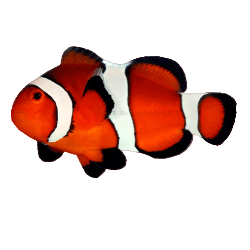 Ocellaris Clownfish (Captive Bred)