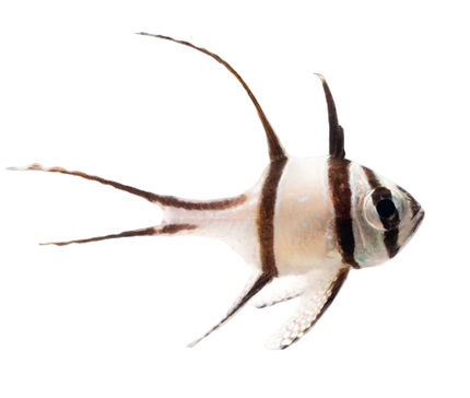 Banggai Cardinal (CB)