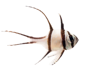 Banggai Cardinalfish