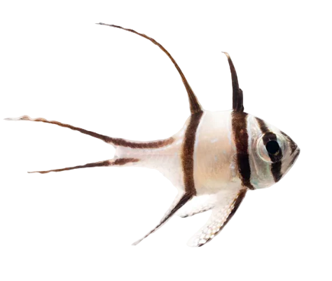 Banggai Cardinal (CB)